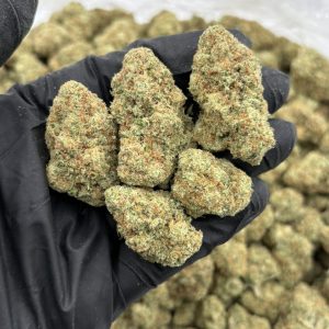 PAPAYA STRAIN